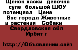 Щенок хаски, девочка супе, большой ШОУ потенциал › Цена ­ 50 000 - Все города Животные и растения » Собаки   . Свердловская обл.,Ирбит г.